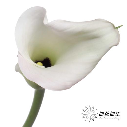 丽江马蹄莲 ｜ 变异浅粉【轻微压伤不售后，介意慎拍】 商品图2