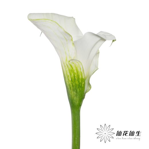 丽江马蹄莲 | 变异纯艺术【轻微压伤不售后，介意慎拍】 商品图3