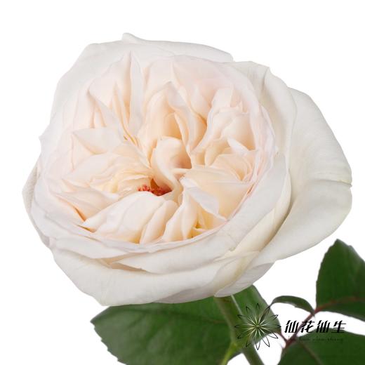 丽江基地单头玫瑰 | 贝拉 商品图0