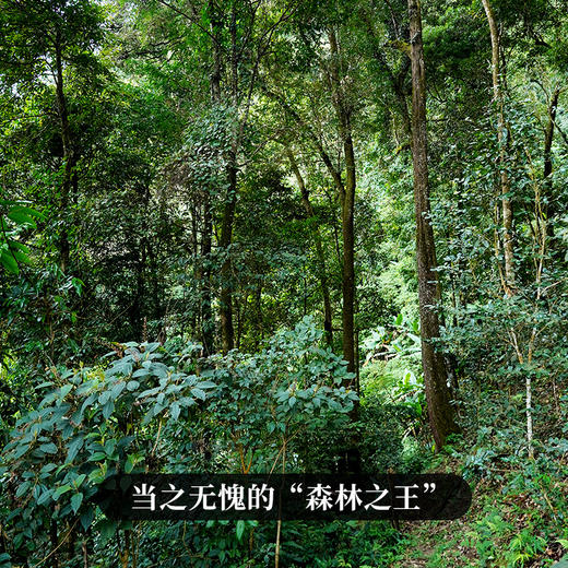 【特殊重磅福利】【老友】为答谢而生，为吸引新茶友而生，2022年掌柜私藏薄荷塘，买一饼让新朋友加入还能免费再领一饼，更多玩法联系专属客服。 商品图8