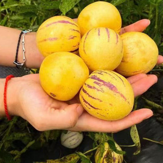 云南石林人参果，奶香味十足 清甜多汁，自然熟发货 商品图3