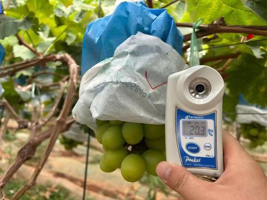 【会员32.5/斤】云南钻石晴皇阳光玫瑰青提 特级 商品图5