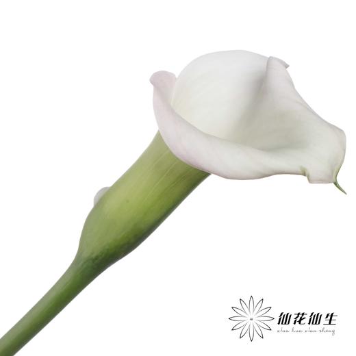 丽江马蹄莲 ｜ 变异浅粉【轻微压伤不售后，介意慎拍】 商品图3