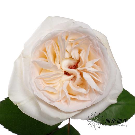 丽江基地单头玫瑰 | 贝拉 商品图2