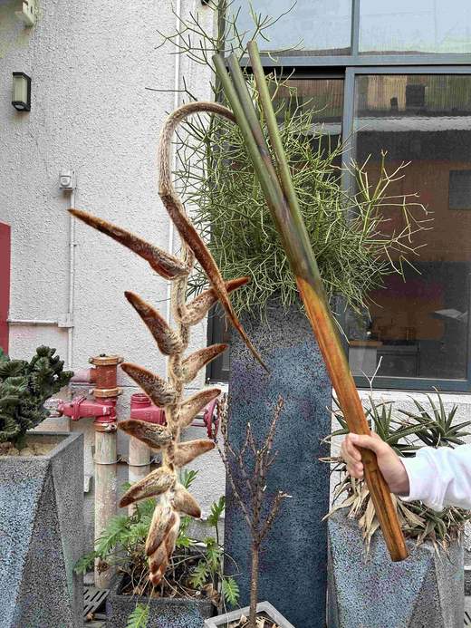 厄瓜多尔进口小众毛绒吊鸟永生花1支 商品图7