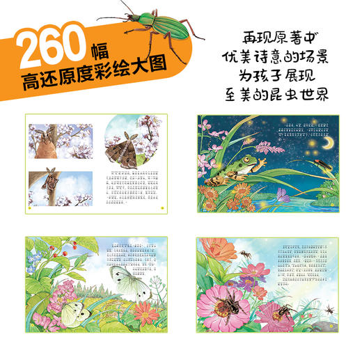 【注音版】给孩子的法布尔昆虫记（全10册） 赠：昆虫贴纸一张  20个昆虫故事260幅彩绘大图100+昆虫知识 商品图6
