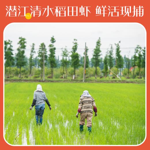 楚玉麻辣龙虾尾250g*5盒【XPTX】 商品图3