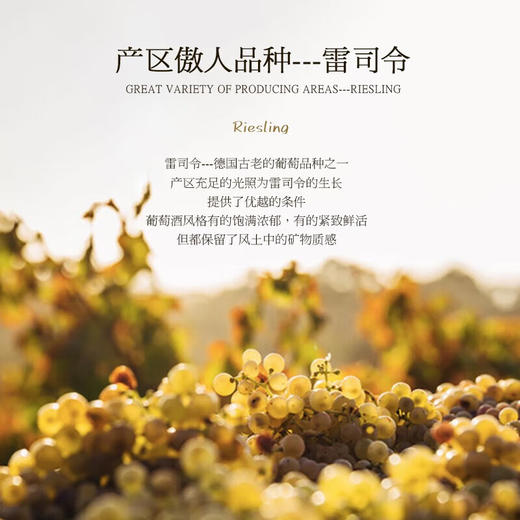 【QBA级莱茵黑森】德国帝博利雷司令经典干白葡萄酒  单一雷司令的纯粹口感 12%vol 商品图7