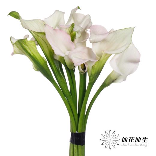 丽江马蹄莲 ｜ 变异浅粉【轻微压伤不售后，介意慎拍】 商品图1