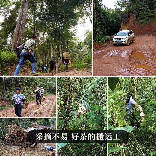 【特殊重磅福利】【老友】为答谢而生，为吸引新茶友而生，2022年掌柜私藏薄荷塘，买一饼让新朋友加入还能免费再领一饼，更多玩法联系专属客服。 商品图1