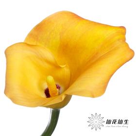 丽江马蹄莲 | 变异奥索尔诺【轻微压伤不售后，介意慎拍】