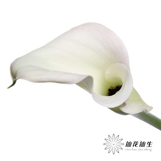 丽江马蹄莲 ｜ 变异浅粉【轻微压伤不售后，介意慎拍】 商品图0