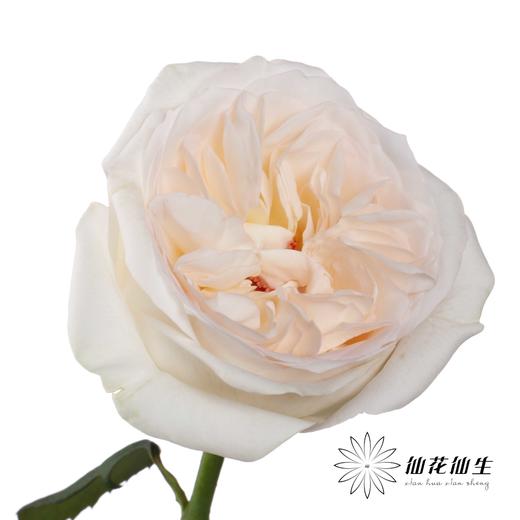 丽江基地单头玫瑰 | 贝拉 商品图1