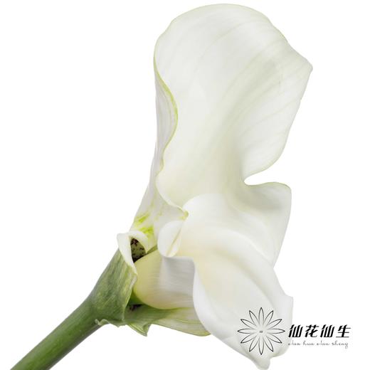 丽江马蹄莲 | 变异纯艺术【轻微压伤不售后，介意慎拍】 商品图4