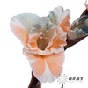 染色剑兰 | 多彩(上色不一,介意慎拍) 商品缩略图4