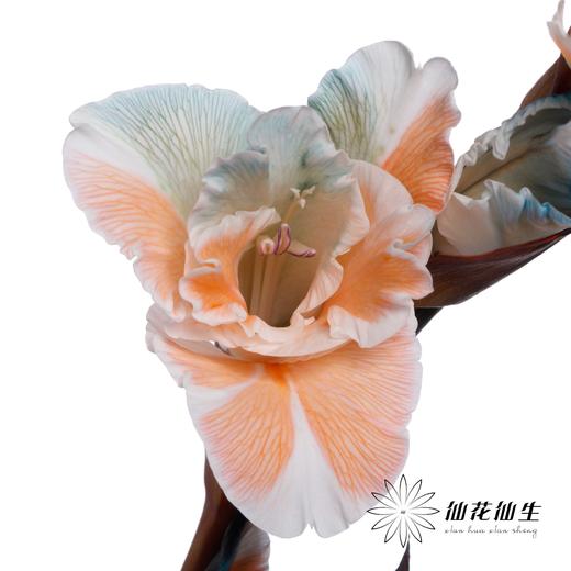 染色剑兰 | 多彩(上色不一,介意慎拍) 商品图4