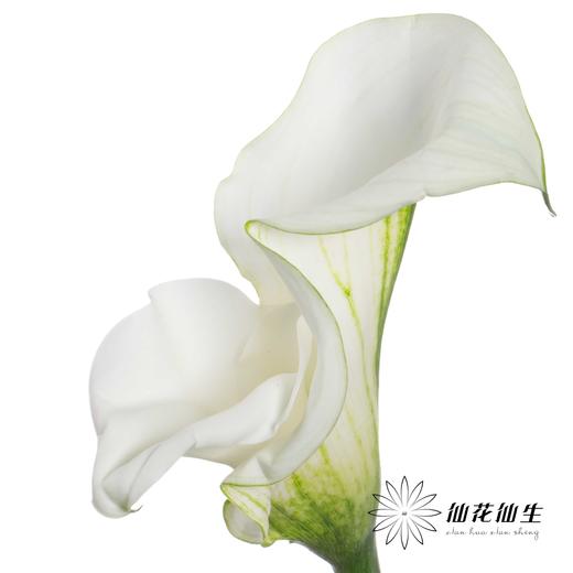 丽江马蹄莲 | 变异纯艺术【轻微压伤不售后，介意慎拍】 商品图1