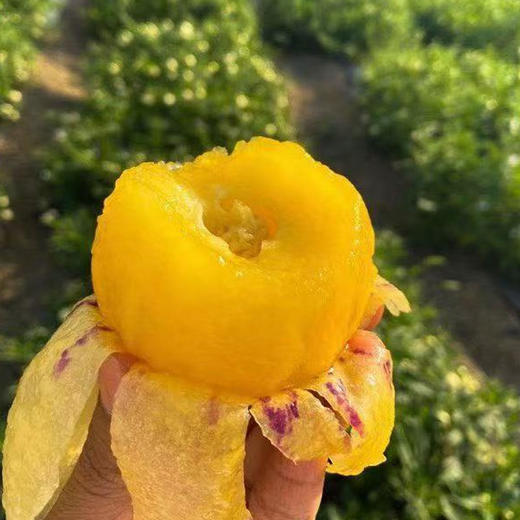 云南石林人参果，奶香味十足 清甜多汁，自然熟发货 商品图2