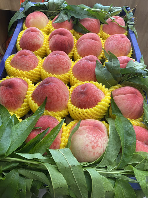 宏丰精选 水蜜桃，口感甜，活动价‼️‼️10元3斤 商品图10