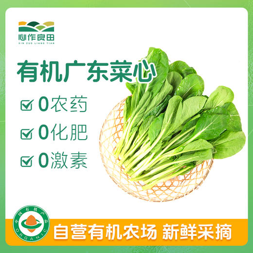 有机广东菜心500g 商品图0