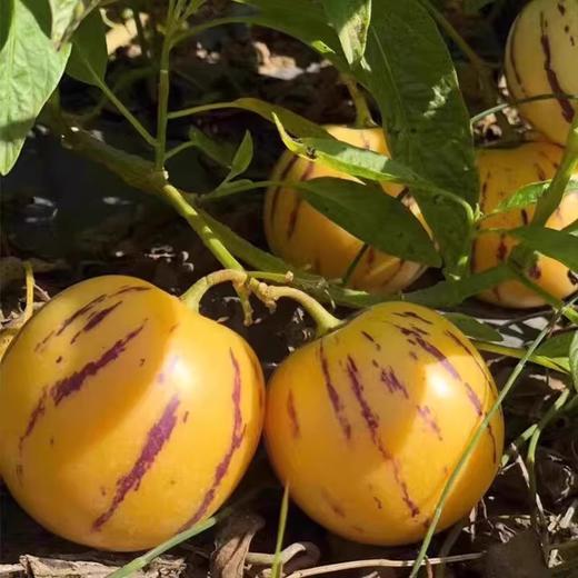 云南石林人参果，奶香味十足 清甜多汁，自然熟发货 商品图5