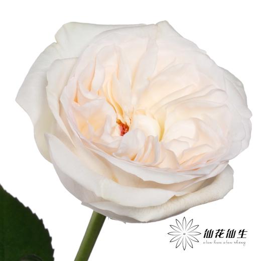 丽江基地单头玫瑰 | 贝拉 商品图3