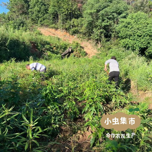 生态鲜五指毛桃 100g | 合作农友生产，来自湖南邵阳，生产者：廖敦祥 *【公平贸易农人定价】 商品图14