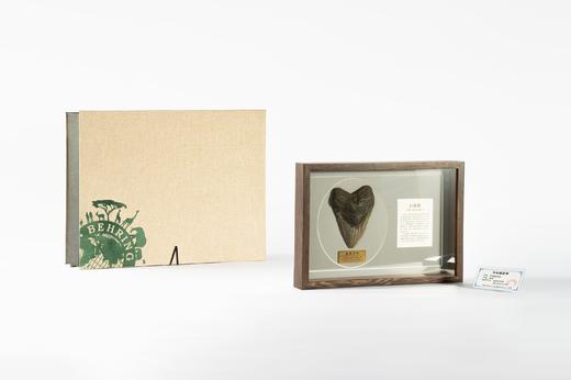 贝林自然世界巨齿鲨化石博物馆文创好礼 商品图0