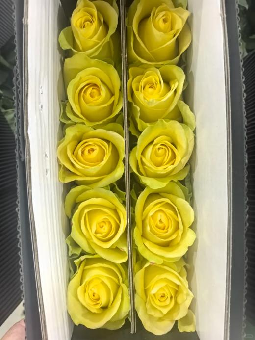 精品花材浪漫沙滩玫瑰A级 商品图5