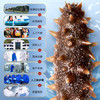 同仁堂海参即食大连海参 辽参300g 10只固形物≥100% 海鲜即食独立包装 商品缩略图3
