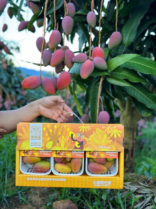 小金凤芒果  香甜多汁 商品图3