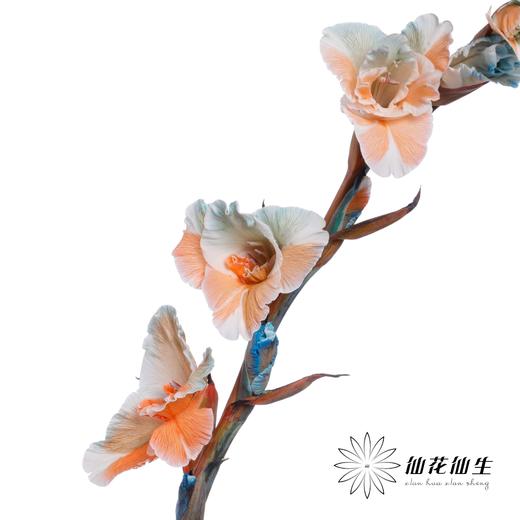 染色剑兰 | 多彩(上色不一,介意慎拍) 商品图1