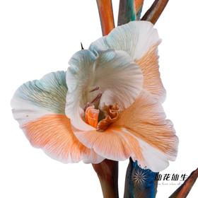 染色剑兰 | 多彩(上色不一,介意慎拍)