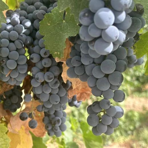 新疆冰小淘半甜白葡萄酒 | 果香四溢，酸甜可口 商品图1