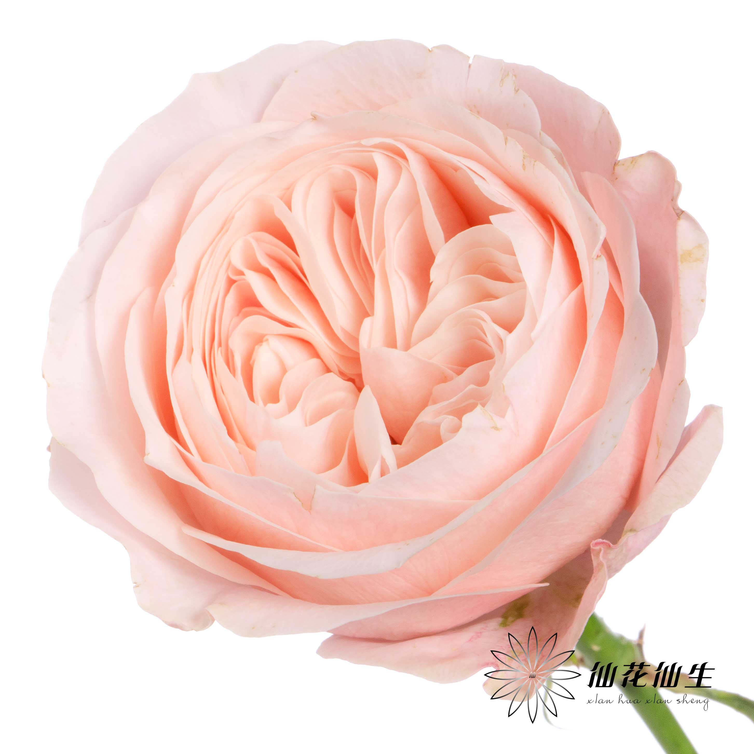 丽江基地单头玫瑰 | 凯瑟琳