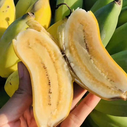 广西新鲜小米蕉香香甜甜满口爆汁 商品图4