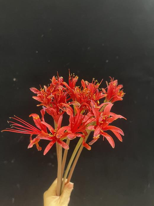 国产稀有小众花材红蓝石蒜/香石蒜/粉石蒜10支 商品图1