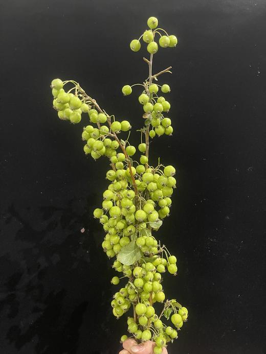 精品小苹果1扎 商品图3