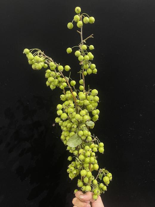 精品小苹果1扎 商品图2