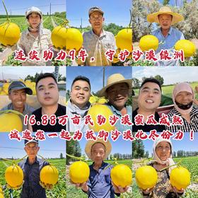 民勤沙漠蜜瓜 【2025年，我们继续守护沙漠绿洲】