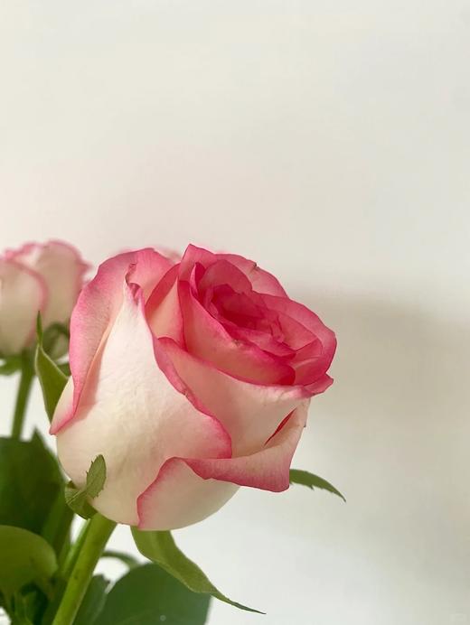 国产单头玫瑰花艾莎玫瑰10支 商品图3