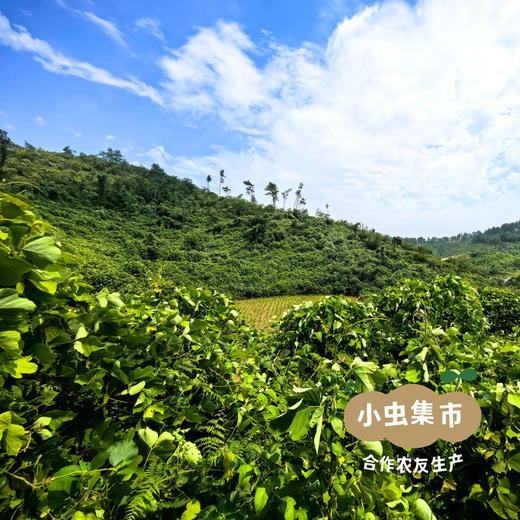 山野采集葛根粉 500g/罐 | 合作农友生产，产自湖北荆门，生产者：阳春府 ＆【公平贸易农人定价】 商品图12