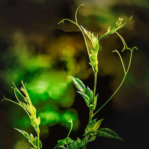 蓝培 青钱藤茶 36g 商品图3