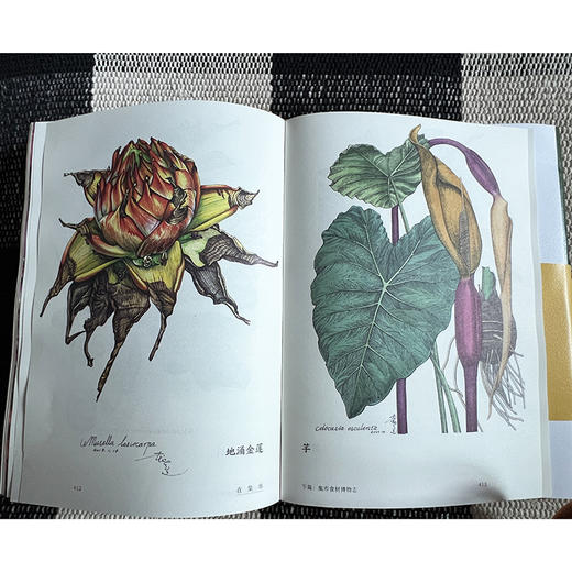 在集市：昆明篆新农贸市场的博物日常  半夏 著（自然感悟）商务印书馆 商品图8