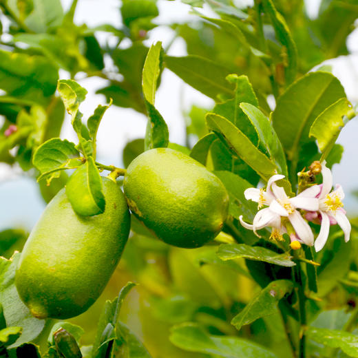 有机无籽香水柠檬 商品图9