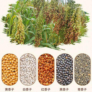 茨格曼鹦鹉饲料1200ml混合鸟粮 五色黍子牡丹虎皮玄凤八哥画芦丁鸡饲料 商品图7