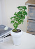 芹叶福禄桐 商品缩略图0