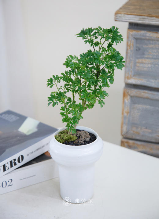 芹叶福禄桐 商品图0