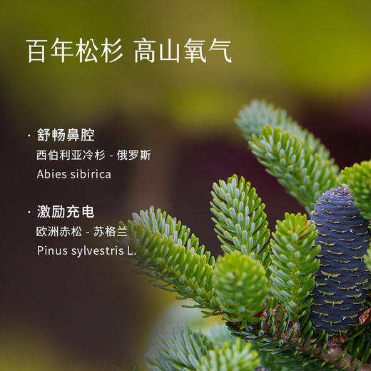 枕草子【悉知】精油 | 阳光与森林交织出的木质调， 水能体质推荐 商品图2