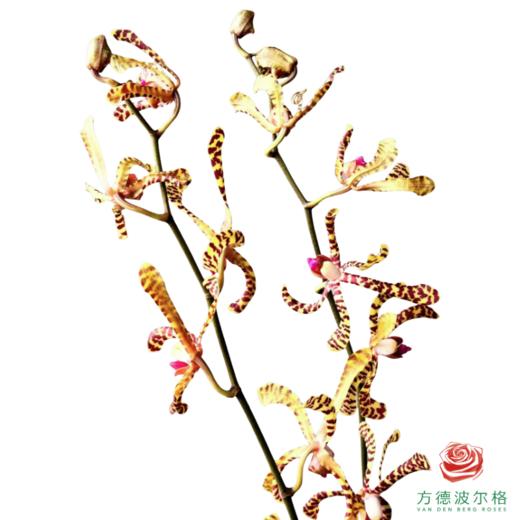 猴子兰 商品图0